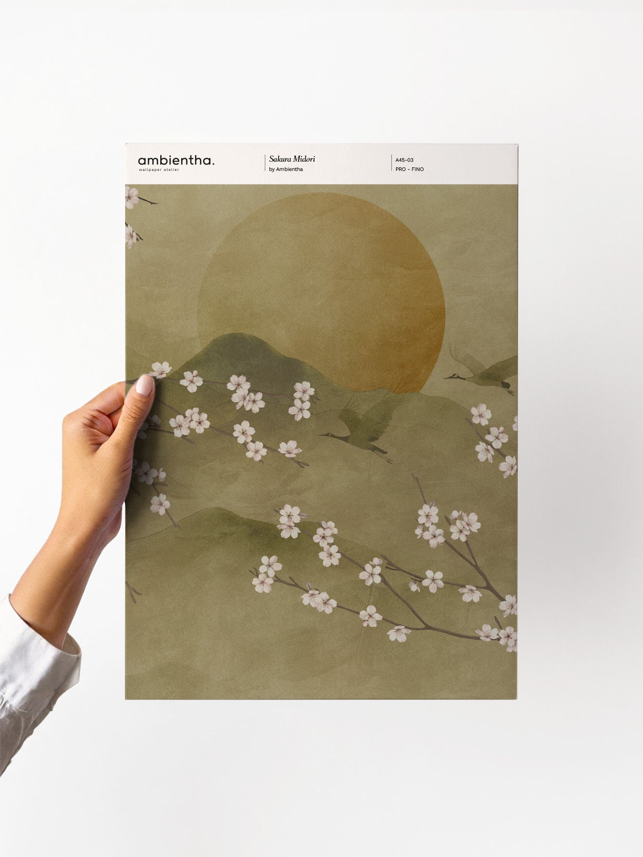 Campione Sakura Midori