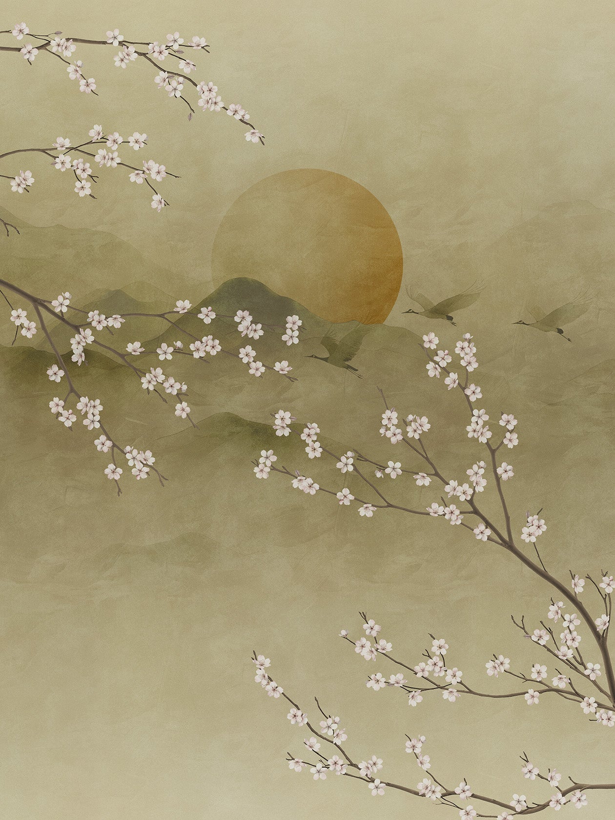 Sakura Midori