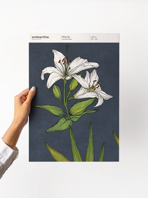 Flying Lily Sample