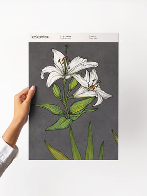 Lily Concrete Sample