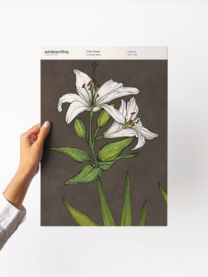 Lily Ground Sample