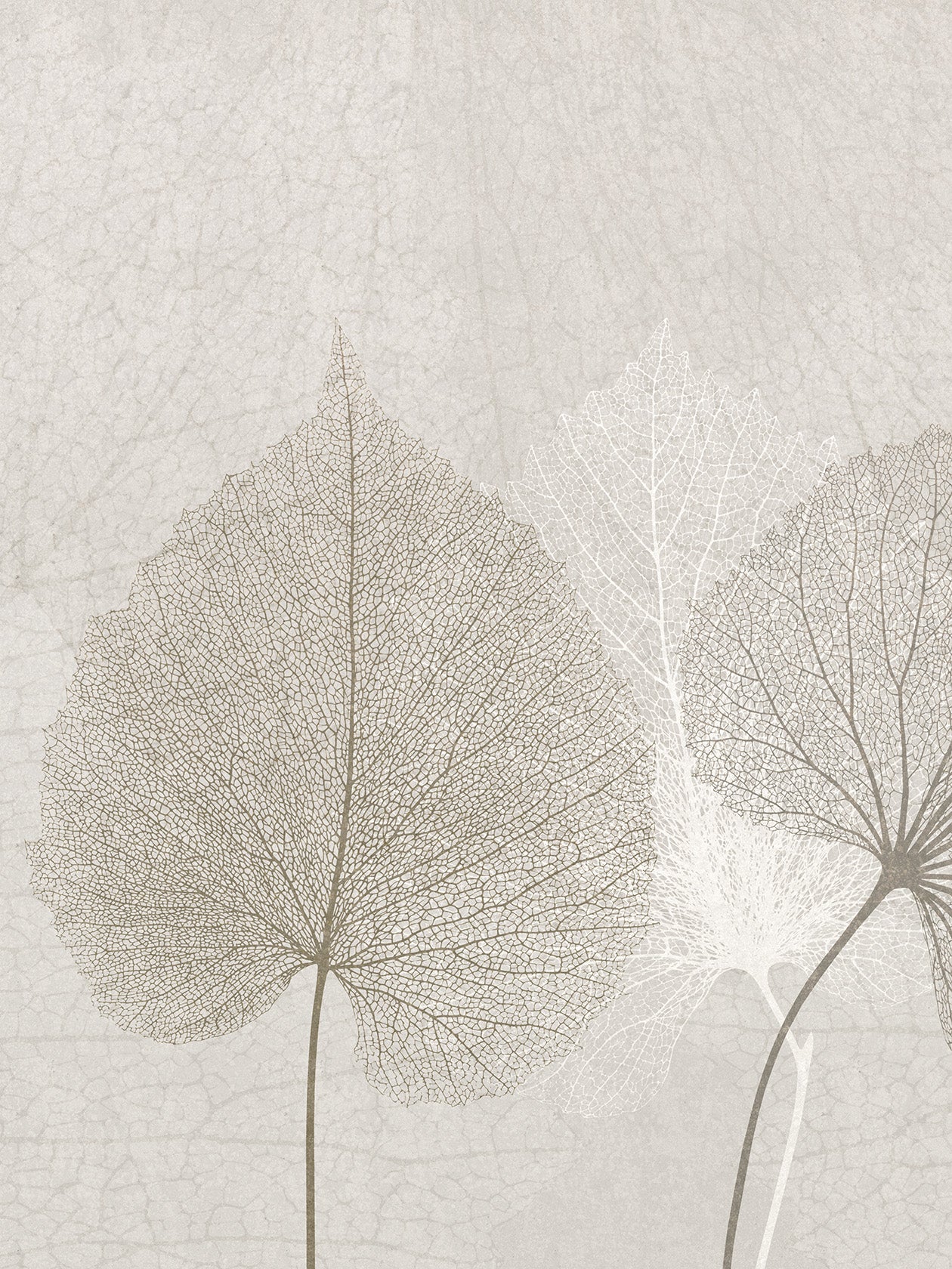Nativa Luce