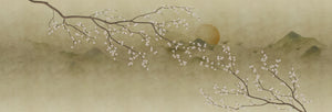 Sakura Midori